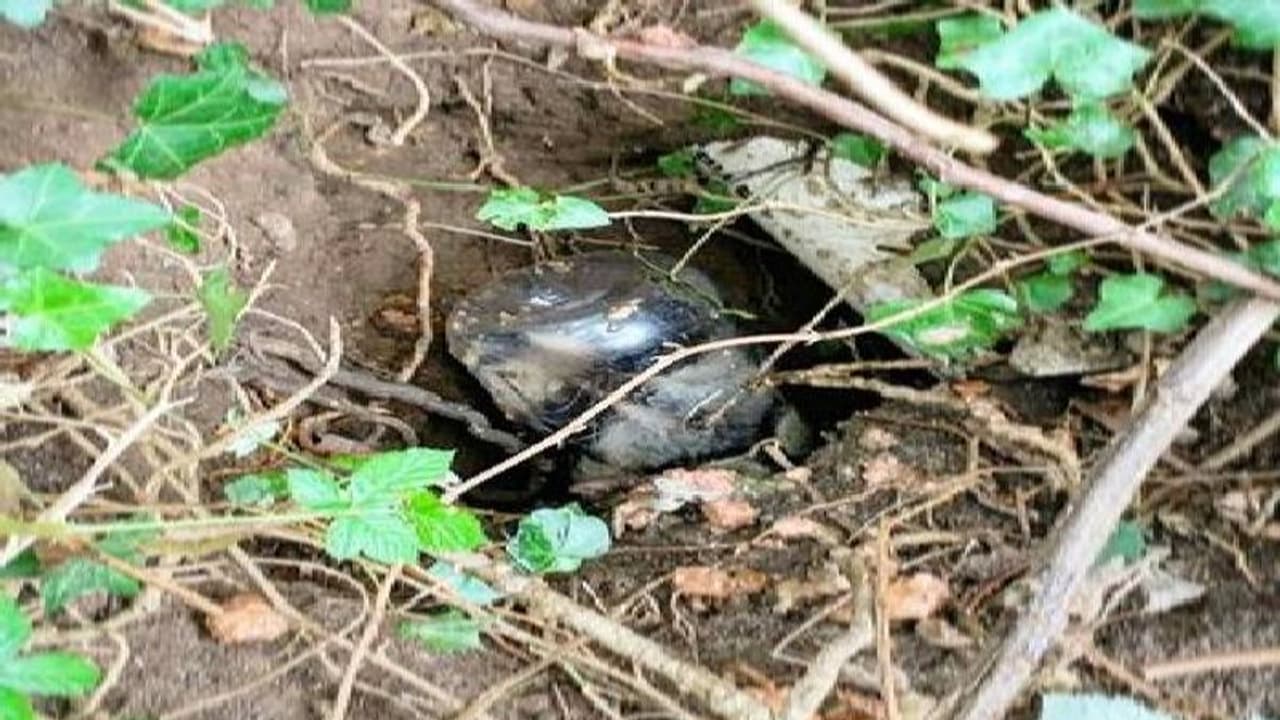 തലയിൽ പീനട്ട് ബട്ടർ കുപ്പി കുടുങ്ങി അലഞ്ഞുതിരിഞ്ഞ് റാക്കൂൺ; ഒടുവിൽ രക്ഷയ്ക്ക് എത്തിയത് മൃഗസംരക്ഷണ പ്രവർത്തകർ
