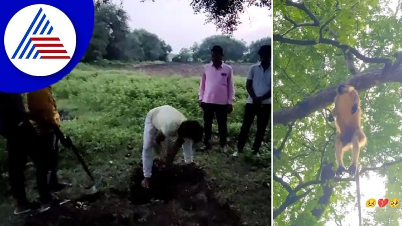 ಮಂಗಗಳನ್ನು ಕೊಂದು ಮರಕ್ಕೆ ನೇಣು ಹಾಕಿದ ದುಷ್ಕರ್ಮಿಗಳು