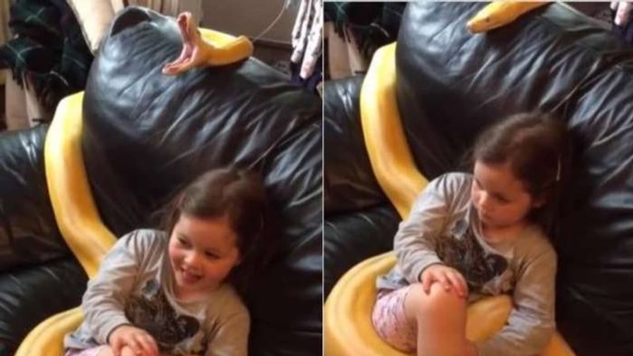 വീട്ടിലെ 'പെറ്റ്' ആയി പെരുമ്പാമ്പ്, അതിനൊപ്പമിരുന്ന് ടിവി കാണുന്ന നാലുവയസുകാരി