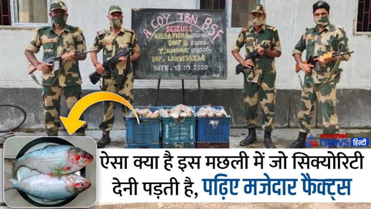 ऐसा कौन सा अमृत भरा है इस मछली में कि सिक्योरिटी देनी पड़ती है, चंदा करके खाने की होती है जुगाड़? ऐसा कौन सा अमृत भरा है इस मछली में कि सिक्योरिटी देनी पड़ती है, चंदा करके खाने की होती है जुगाड़?