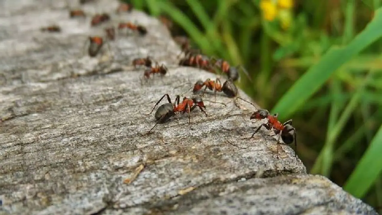 അങ്ങനെ ഉറുമ്പുകളുടെ എണ്ണവും എടുത്തു; ആകെയുള്ളത് 20,000,000,000,000,000 ഉറുമ്പുകൾ!
