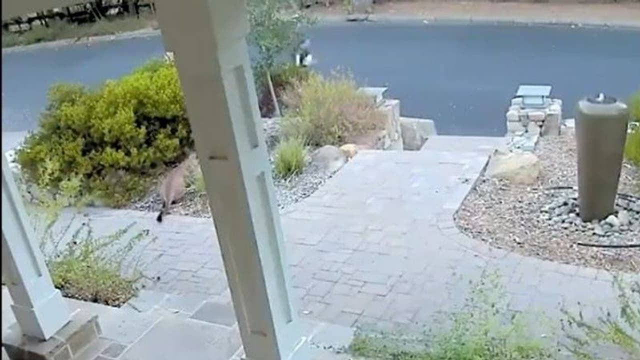 जॉगिंग कर रही महिला से थोड़ी दूर पर बैठी थी मौत...सीसीटीवी में रिकॉर्ड हुआ खतरनाक मूमेंट