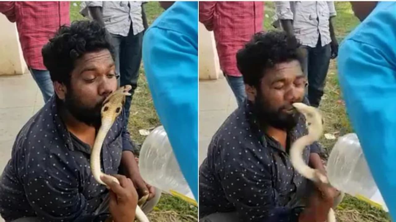 പിടികൂടിയ പാമ്പിനെ ചുംബിക്കാൻ ശ്രമിച്ചു, പാമ്പുപിടുത്തക്കാരന്റെ ചുണ്ടിൽ മൂർഖൻ കൊത്തി വീഡിയോ