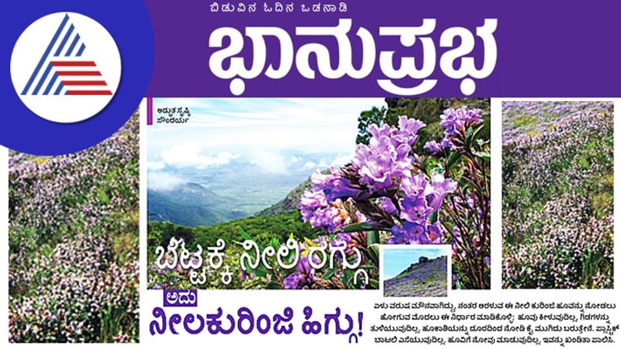 Chikkamagaluru Neelakurinji ಬೆಟ್ಟಕ್ಕೆ ನೀಲಿ ರಗ್ಗು, ಅದು ನೀಲಕುರಿಂಜಿ ಹಿಗ್ಗು! Chikkamagaluru Neelakurinji ಬೆಟ್ಟಕ್ಕೆ ನೀಲಿ ರಗ್ಗು, ಅದು ನೀಲಕುರಿಂಜಿ ಹಿಗ್ಗು!