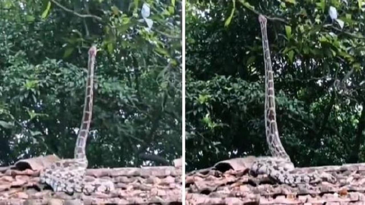 നേരെ നിന്നശേഷം മരത്തിലേക്ക് കയറിപ്പോകുന്ന പാമ്പ്, വൈറലായി വീഡിയോ നേരെ നിന്നശേഷം മരത്തിലേക്ക് കയറിപ്പോകുന്ന പാമ്പ്, വൈറലായി വീഡിയോ