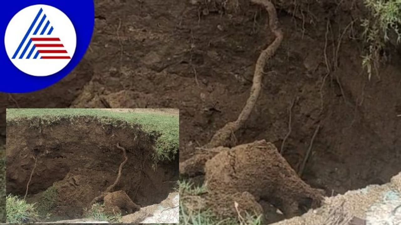 ಐತಿಹಾಸಿಕ ಡಣಾಯಕನ ಕೆರೆಯಲ್ಲಿ ಬೊಂಗಾ: ಆತಂಕದಲ್ಲಿ ರೈತರು