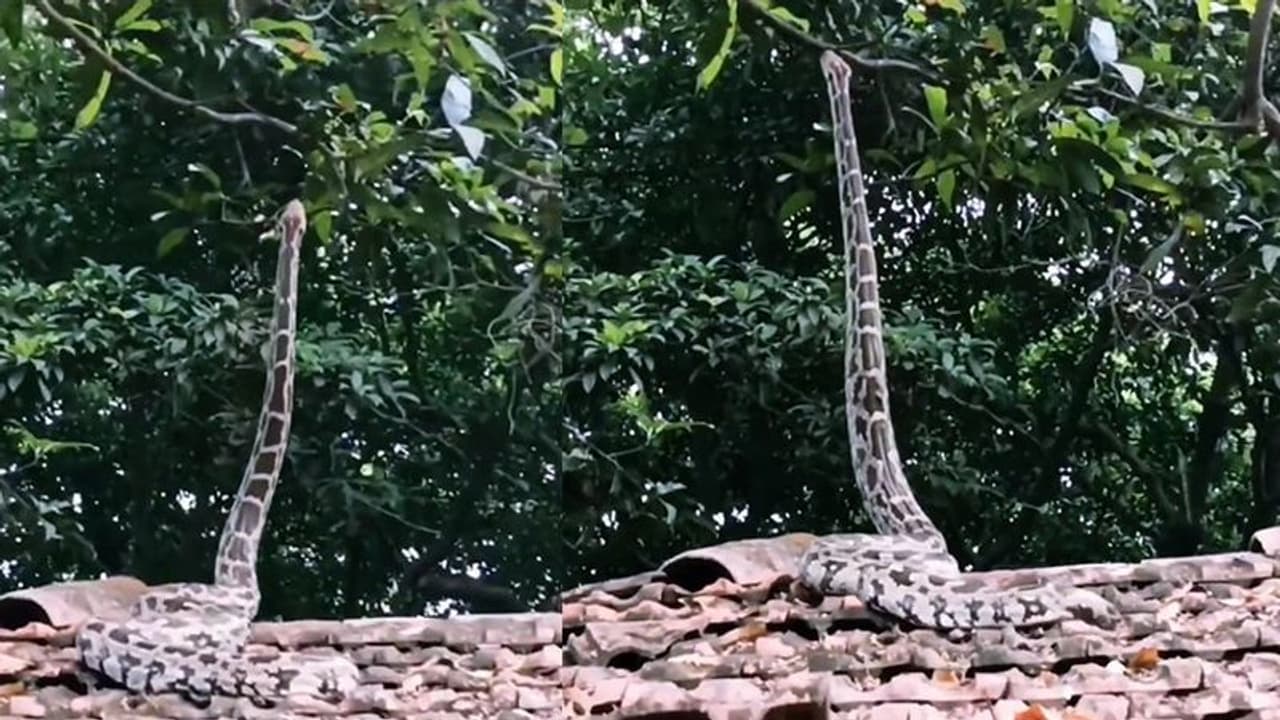 ಹೆಂಚಿನ ಮನೆ ಮೇಲೆ ಹೆಬ್ಬಾವಿನ ಭಯಂಕರ ಫೋಸ್: ವಿಡಿಯೋ ವೈರಲ್ 