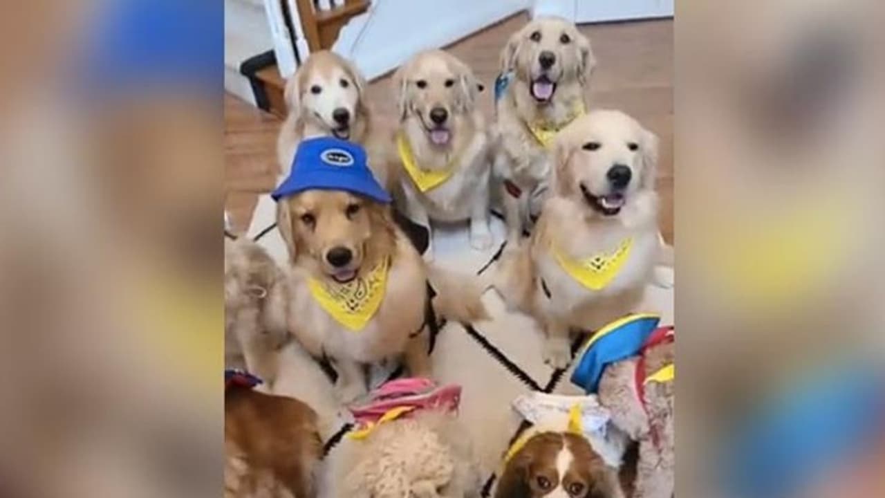 'സ്കൂള്‍ ബസിന് വേണ്ടി കാത്തുനില്‍ക്കുന്ന പട്ടികള്‍'; രസകരമായ വീഡിയോ