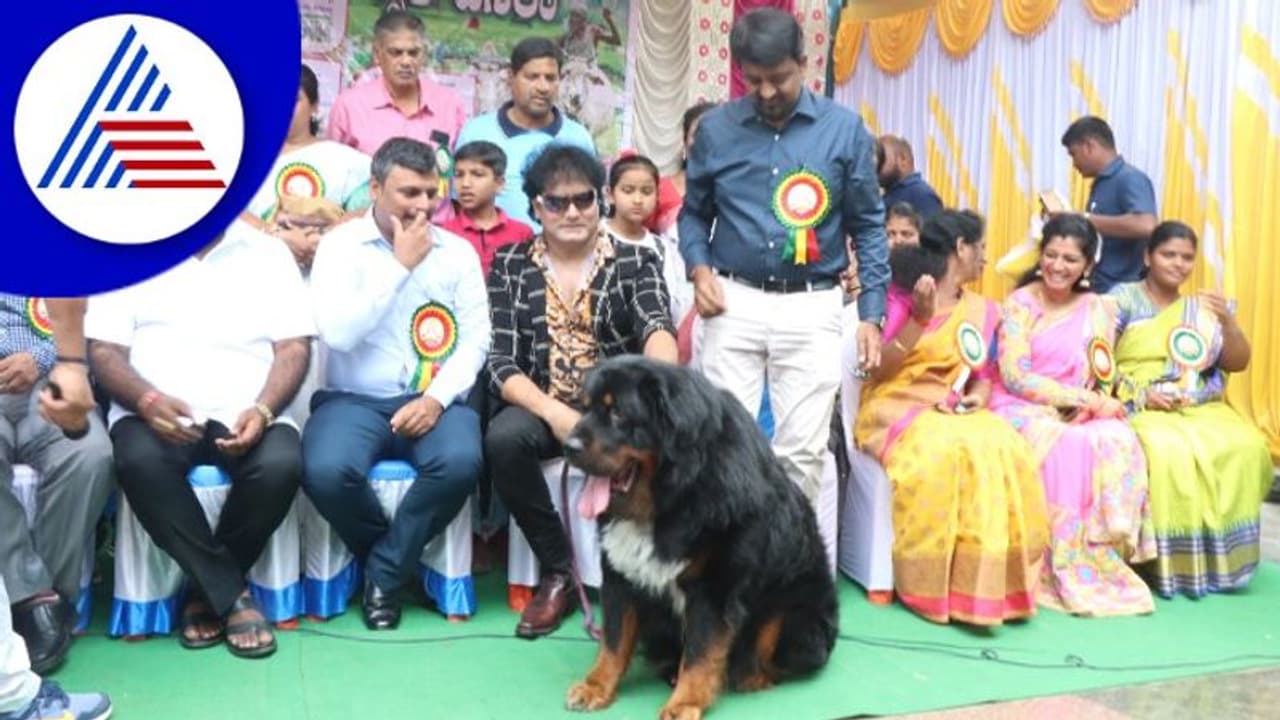 ದಸರಾ ಉತ್ಸವದಲ್ಲಿ ಶ್ವಾನ ಪ್ರದರ್ಶನ; Tibetan Mastiff ಶ್ವಾನ ನೋಡಲು ಮುಗಿಬಿದ್ದ ಜನ! ದಸರಾ ಉತ್ಸವದಲ್ಲಿ ಶ್ವಾನ ಪ್ರದರ್ಶನ; Tibetan Mastiff ಶ್ವಾನ ನೋಡಲು ಮುಗಿಬಿದ್ದ ಜನ!