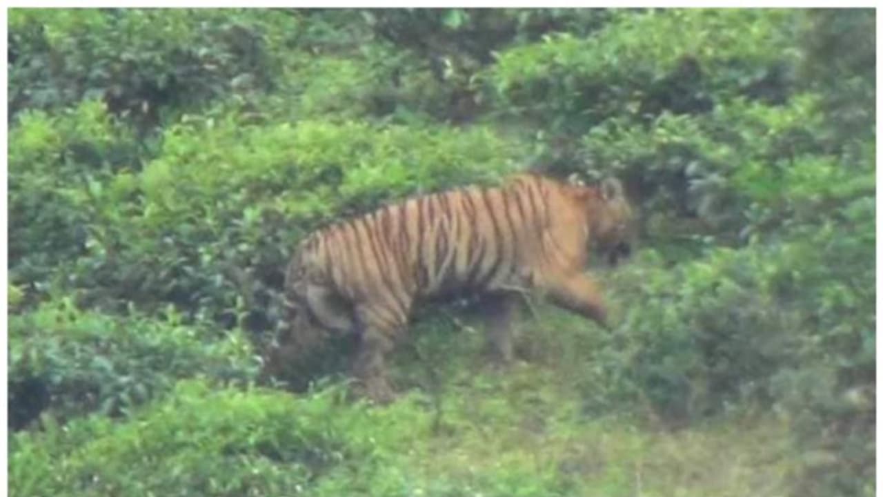 കടുവാ ഭീതിയിൽ മൂന്നാർ, നൈമക്കാട്; ഇന്നും അഞ്ച് പശുക്കളെ കൊന്നു, തോട്ടം തൊഴിലാളികൾ ഭീതിയിൽ കടുവാ ഭീതിയിൽ മൂന്നാർ, നൈമക്കാട്; ഇന്നും അഞ്ച് പശുക്കളെ കൊന്നു, തോട്ടം തൊഴിലാളികൾ ഭീതിയിൽ