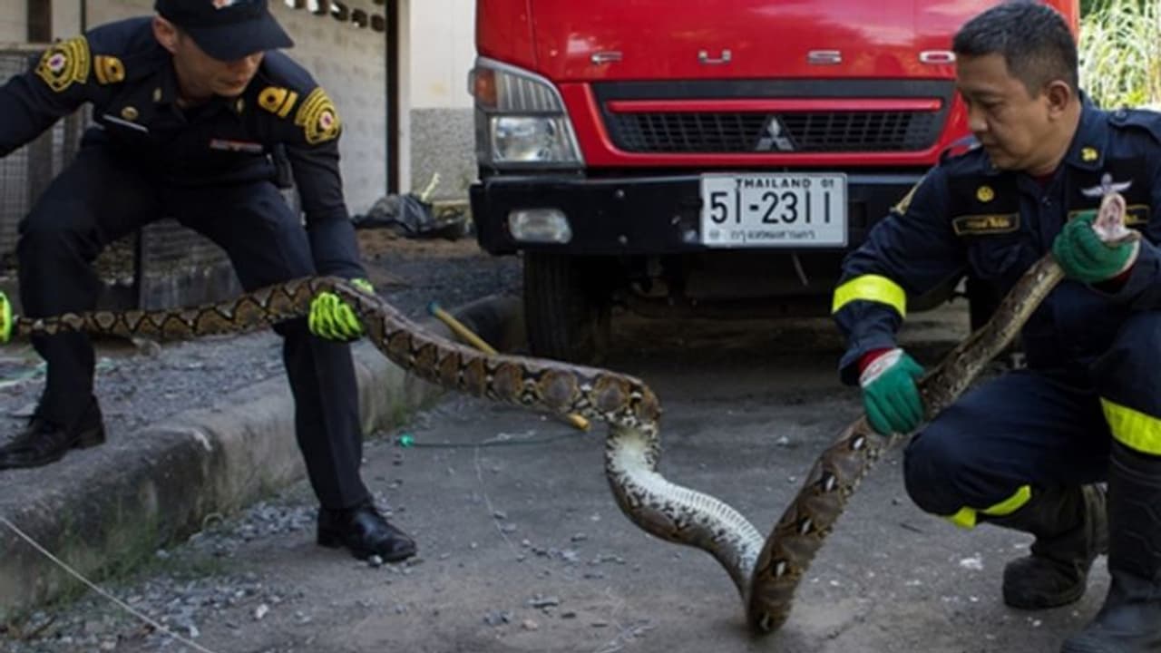 घरों में सांपों का अटैक, हेल्प के लिए हर 15 मिनट में आ रहा कॉल, एक साल में हटाए गए 60 हजार सांप