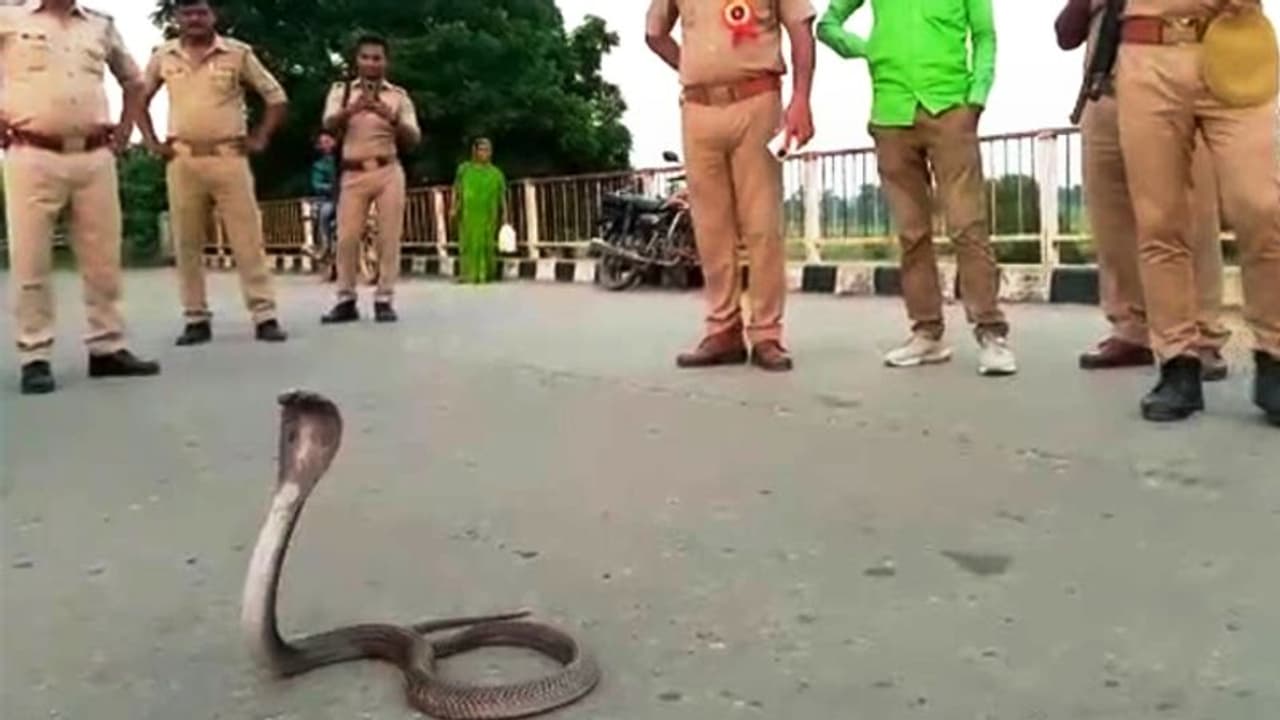 वाहन चेकिंग कर रही थी पुलिस, तभी एक गाड़ी की डिग्गी खोलते ही दिखा कुछ ऐसा कि भाग खड़े हुए जवान वाहन चेकिंग कर रही थी पुलिस, तभी एक गाड़ी की डिग्गी खोलते ही दिखा कुछ ऐसा कि भाग खड़े हुए जवान