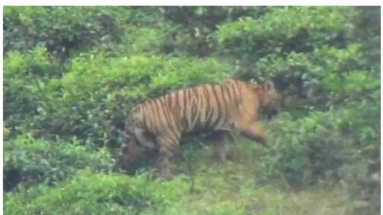 മൂന്നാറിലിറങ്ങിയ കടുവയെ പിടികൂടാനുള്ള ശ്രമം തുടരുന്നു, ഇന്നും കടുവയെ കണ്ടു, തെരച്ചിലിനായി നൂറോളം വനപാലകര്‍