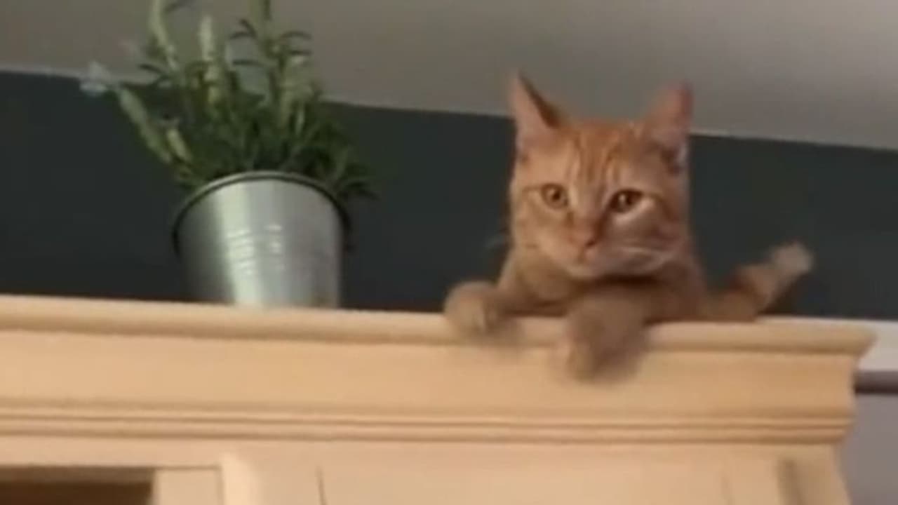 പുതിയ വീട്ടില് ആദ്യദിവസം; പൂച്ചയുടെ രസകരമായ വീഡിയോ പുതിയ വീട്ടില് ആദ്യദിവസം; പൂച്ചയുടെ രസകരമായ വീഡിയോ