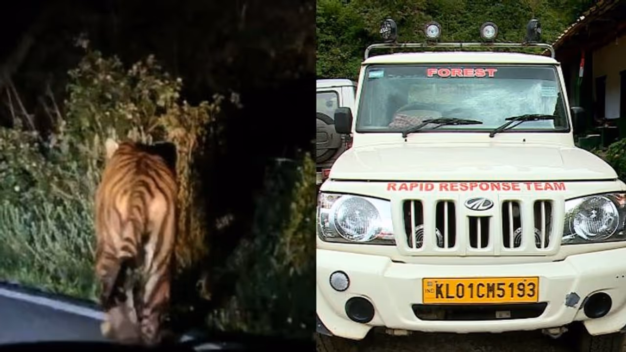 മൂന്നാറിൽ വീണ്ടും കടുവയിറങ്ങി, ദൃശ്യങ്ങൾ പുറത്ത്: കൂടുകൾ സ്ഥാപിച്ച് വനപാലകര് മൂന്നാറിൽ വീണ്ടും കടുവയിറങ്ങി, ദൃശ്യങ്ങൾ പുറത്ത്: കൂടുകൾ സ്ഥാപിച്ച് വനപാലകര്