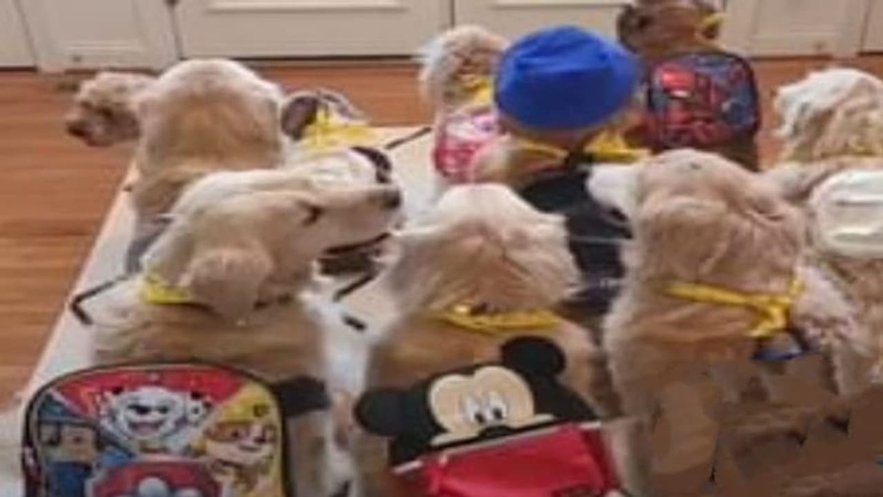 ये कुत्ते साधारण नहीं! रोज बैग टांगकर जाते हैं स्कूल, इनकी तैयारी और बस का वेट दोनों अद्भुत है