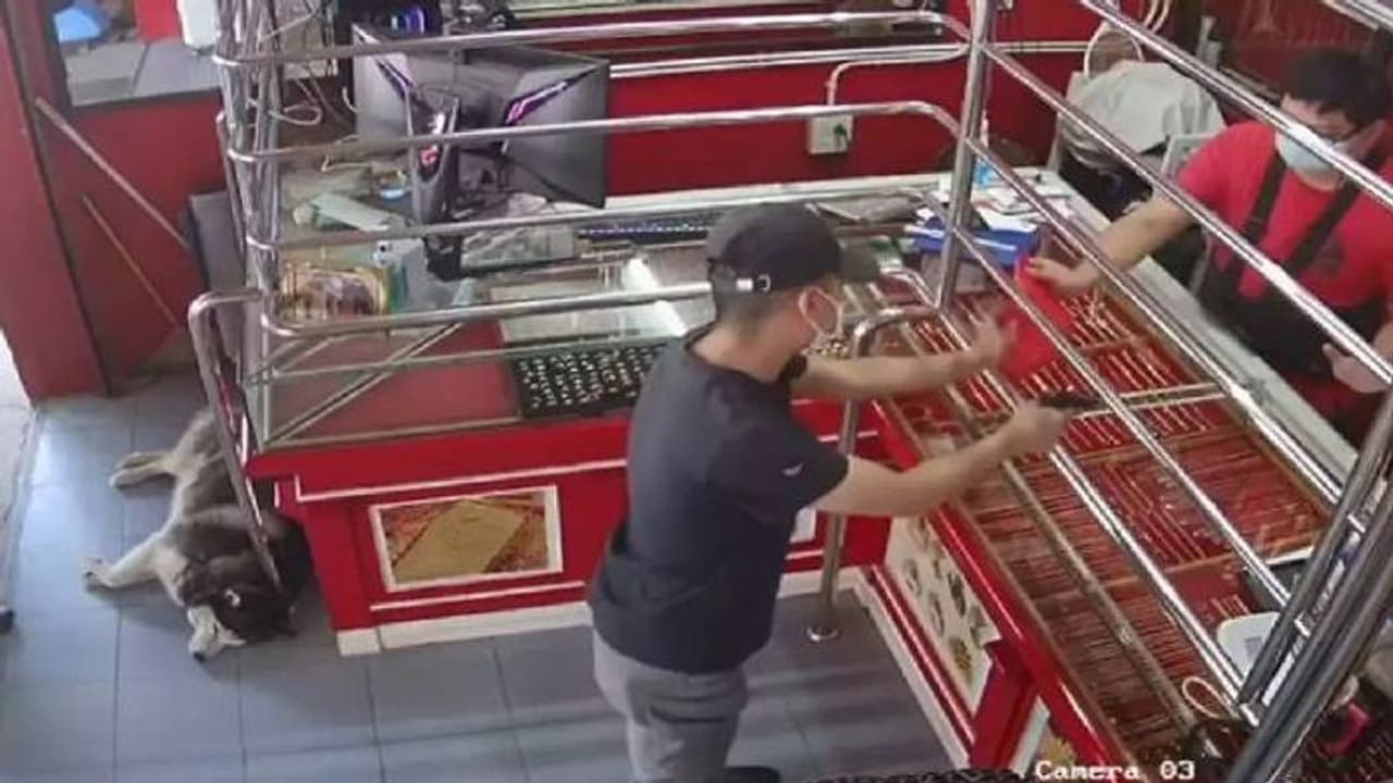 ഉടമയുടെ നേതൃത്വത്തിൽ ജ്വല്ലറിയിൽ മോഷണശ്രമ നാടകം, തിരിഞ്ഞുപോലും നോക്കാതെ കാവൽനായ, വീഡിയോ വൈറൽ ഉടമയുടെ നേതൃത്വത്തിൽ ജ്വല്ലറിയിൽ മോഷണശ്രമ നാടകം, തിരിഞ്ഞുപോലും നോക്കാതെ കാവൽനായ, വീഡിയോ വൈറൽ