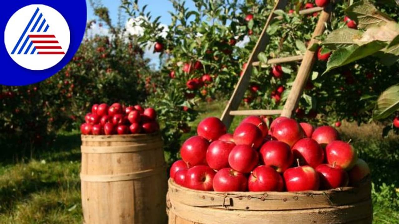 ಸಾವಯವ ತರಕಾರಿ ಸೇವಿಸಿ ಅಂತಾರಲ್ಲ, ಆರೋಗ್ಯಕ್ಕೆ ಯಾಕೆ ಒಳ್ಳೇದು ಗೊತ್ತಿದ್ಯಾ ? ಸಾವಯವ ತರಕಾರಿ ಸೇವಿಸಿ ಅಂತಾರಲ್ಲ, ಆರೋಗ್ಯಕ್ಕೆ ಯಾಕೆ ಒಳ್ಳೇದು ಗೊತ್ತಿದ್ಯಾ ?