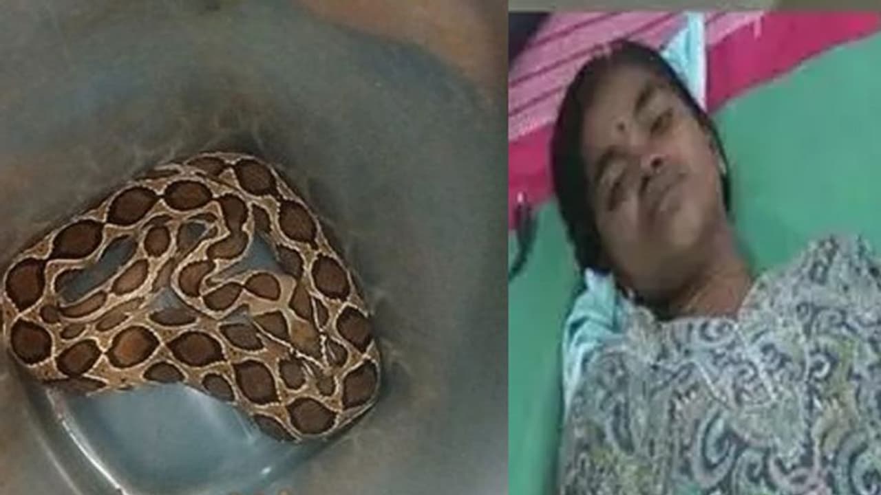 தன்னை கடித்த பாம்புடன் சிகிச்சைக்கு வந்த பெண்... அலறிய மருத்துவர்கள்..!