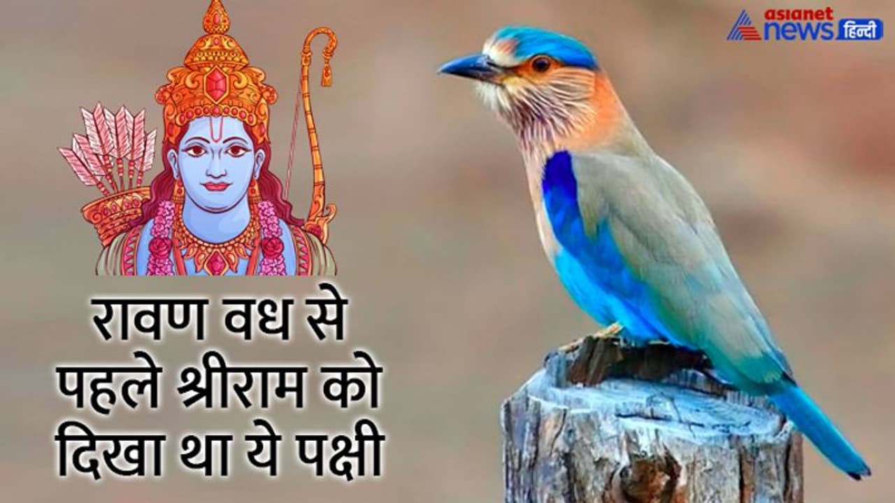 Dussehra 2022: खत्म होने की कगार पर है ये ‘पक्षी’, दशहरे पर दिख जाए तो समझो होने वाले हैं वारे न्यारे Dussehra 2022: खत्म होने की कगार पर है ये ‘पक्षी’, दशहरे पर दिख जाए तो समझो होने वाले हैं वारे न्यारे