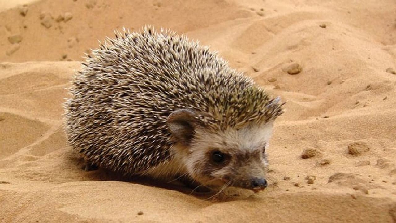  राजस्थान में 10 लाख का चूहा चोरी! मालिक बोला वो मेरे लिए बहुत खास है, पुलिस के लिए चुनौती बना ये केस