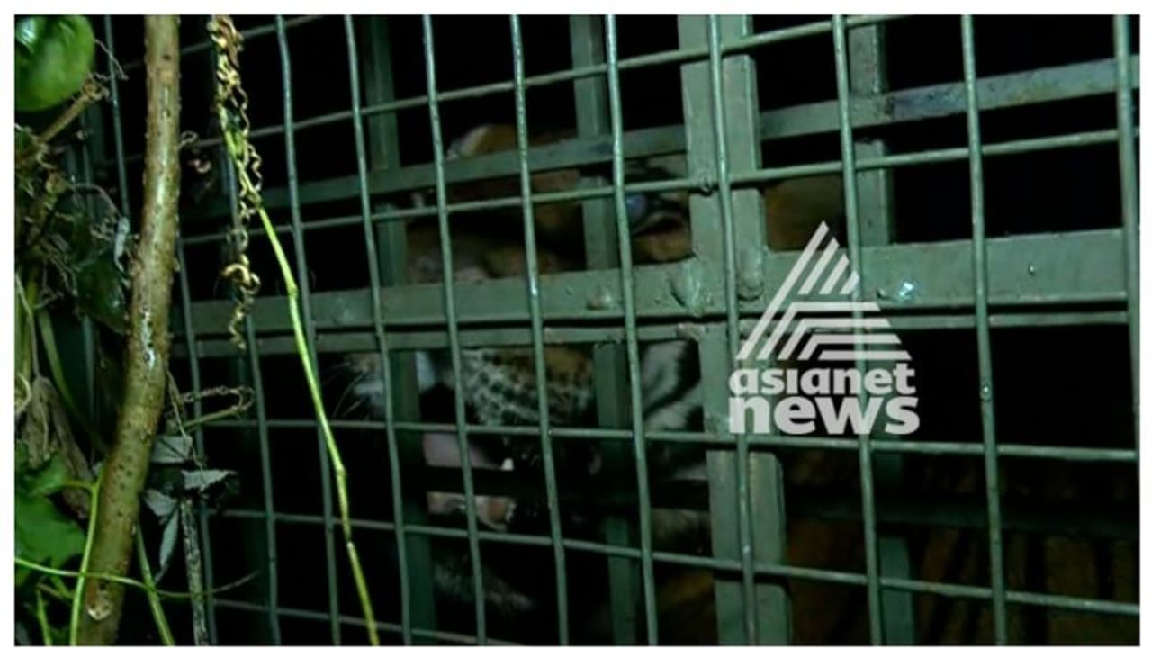 കെണിവെച്ച് വനംവകുപ്പ് കാത്തിരുന്നു, ഒപ്പം നൂറിലധികം ഉദ്യോഗസ്ഥരുടെ പരിശ്രമവും; ഒടുവില് കടുവ കുടുങ്ങി കെണിവെച്ച് വനംവകുപ്പ് കാത്തിരുന്നു, ഒപ്പം നൂറിലധികം ഉദ്യോഗസ്ഥരുടെ പരിശ്രമവും; ഒടുവില് കടുവ കുടുങ്ങി