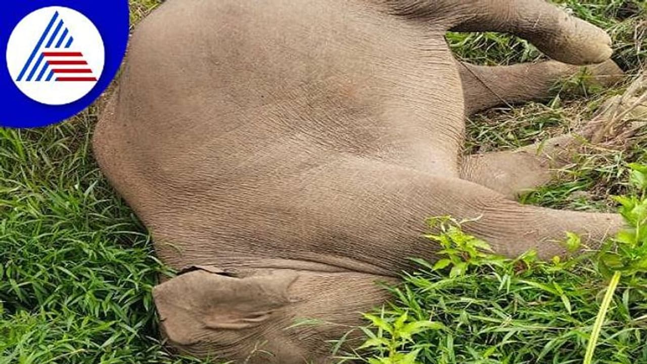 ಚಿಕ್ಕಮಗಳೂರು: ತೋಟದಲ್ಲಿ ತೋಡಿದ್ದ ಹೊಂಡಕ್ಕೆ ಬಿದ್ದು ಕಾಡಾನೆ ಸಾವು ಚಿಕ್ಕಮಗಳೂರು: ತೋಟದಲ್ಲಿ ತೋಡಿದ್ದ ಹೊಂಡಕ್ಕೆ ಬಿದ್ದು ಕಾಡಾನೆ ಸಾವು