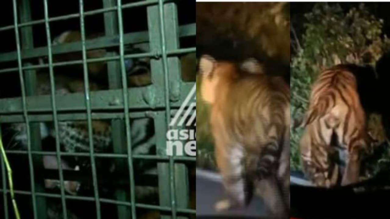 ഇരപിടിക്കാന്‍ ആരോഗ്യമില്ല, കണ്ണിന് തിമിരം; ഇടുക്കിയില്‍ കെണിയിലായ കടുവയെ ഇനി എന്ത് ചെയ്യും, ആശയക്കുഴപ്പം