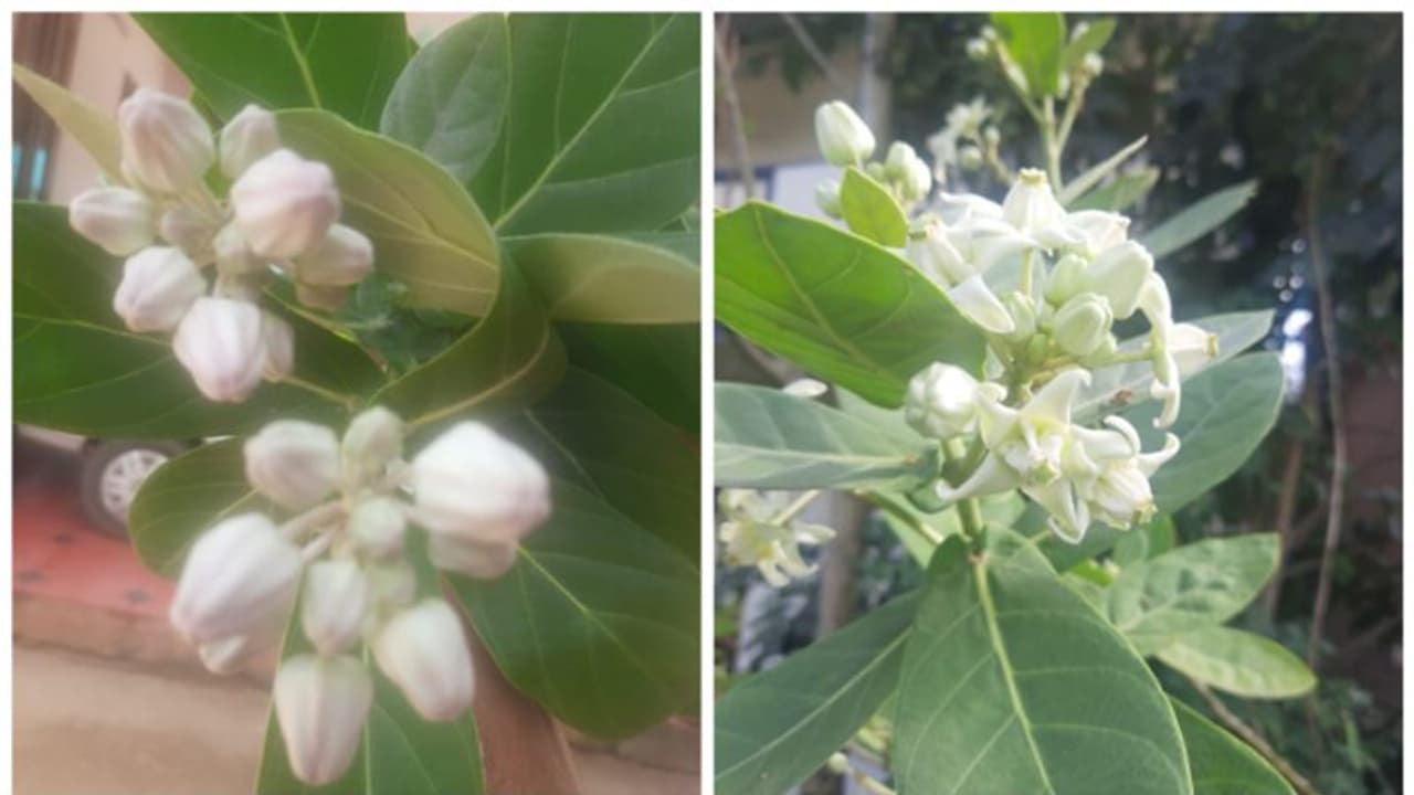 എരുക്കിൻ പൂവ് മാല ചാർത്തിയാൽ പെട്ടെന്ന് ഫലം എരുക്കിൻ പൂവ് മാല ചാർത്തിയാൽ പെട്ടെന്ന് ഫലം