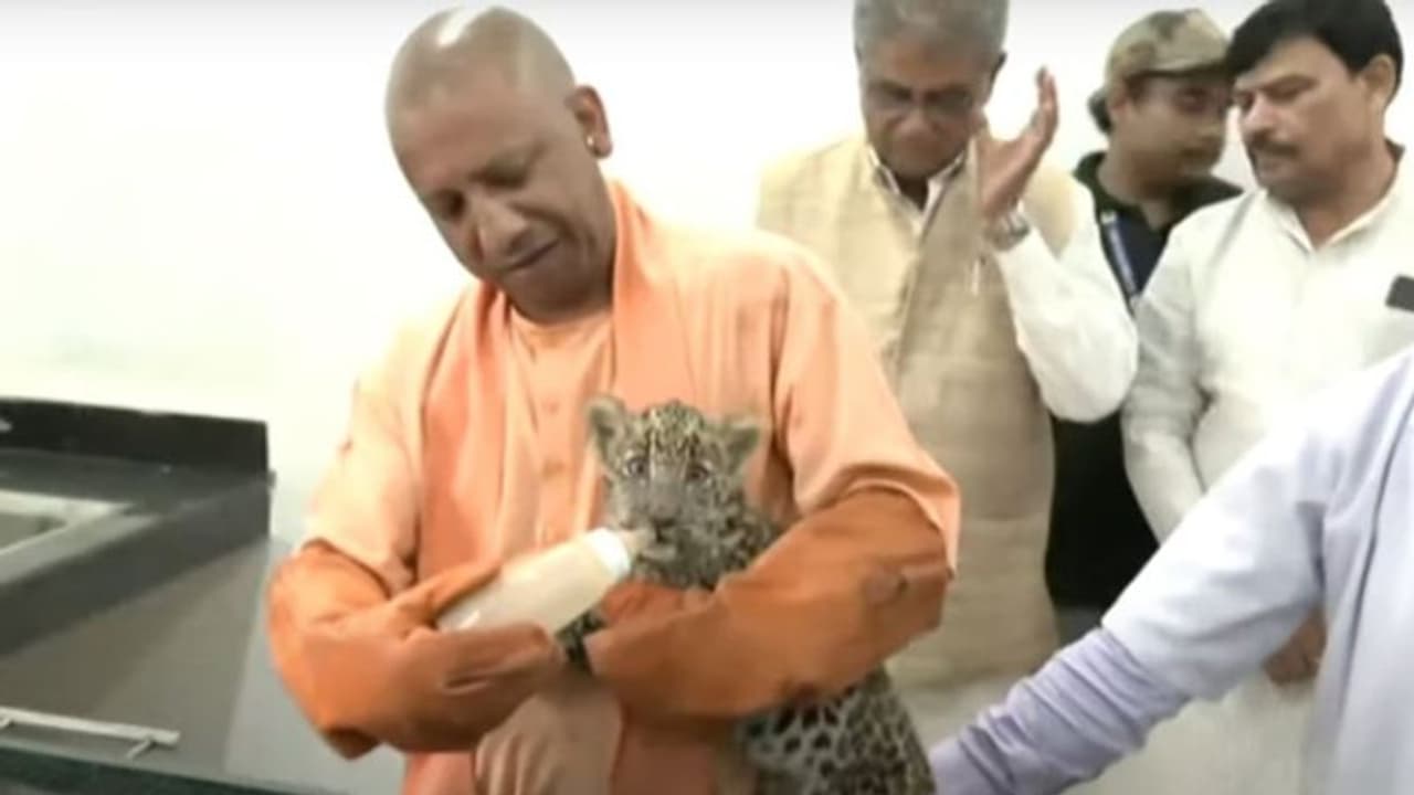 പുലിക്കുട്ടിക്ക് പാലുകൊടുത്ത് യോ​ഗി ആദിത്യനാഥ് വീഡിയോ