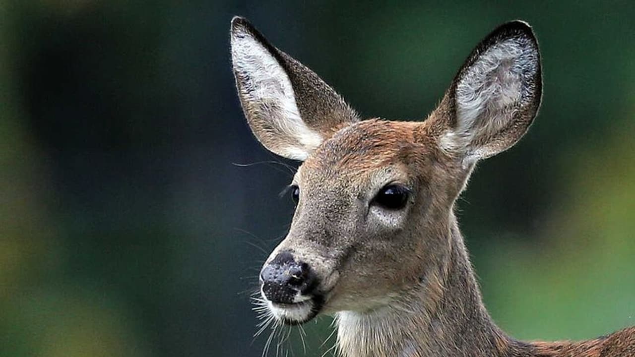 தென்காசியில் மான் கறி வைத்திருந்தவர்களுக்கு ரூ.1 லட்சம் அபராதம்