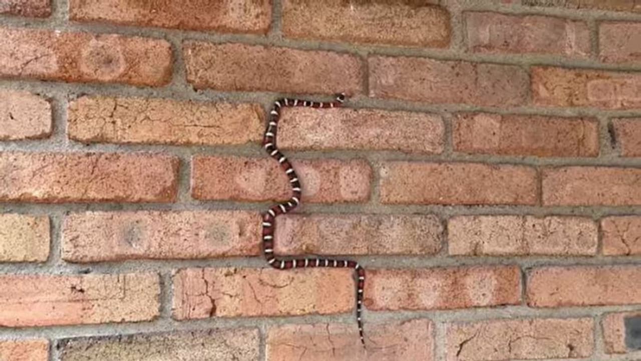 दीवार पर चढ़ रहा था सांप, यूजर बोला नोकिया मोबाइल के गेम की याद आ गई, जानिए इस Snake से जुड़ी खास बात दीवार पर चढ़ रहा था सांप, यूजर बोला नोकिया मोबाइल के गेम की याद आ गई, जानिए इस Snake से जुड़ी खास बात