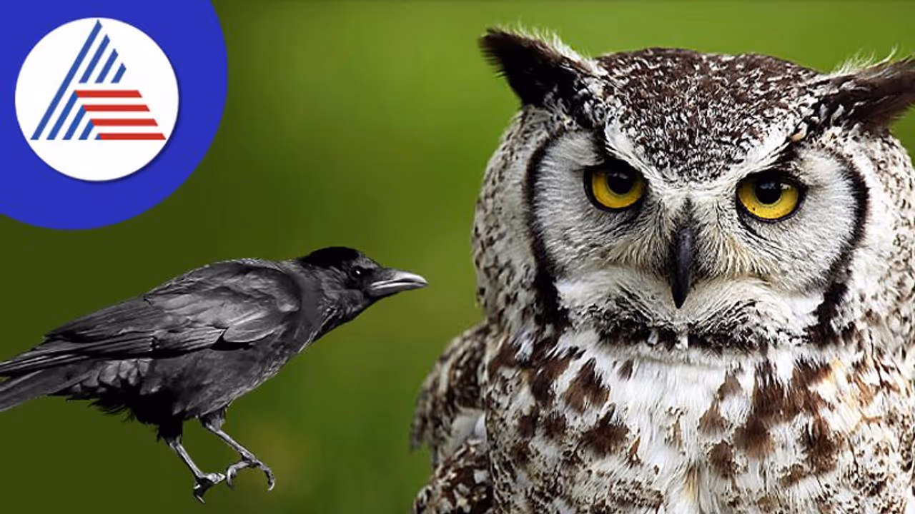 ಮನೆಯೊಳಗೆ ಗೂಬೆ, ಕಾಗೆ ಬಂದರೆ ಏನರ್ಥ? ಪರಿಹಾರವೇನು?