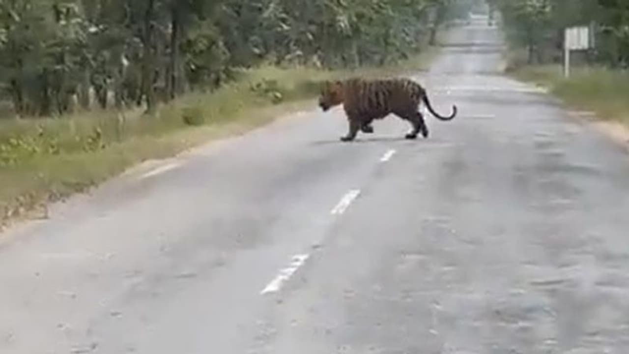 മൊബൈല്‍ ക്യാമറയുമായി കടുവയ്ക്കരികിലേക്ക് ഓടിപ്പോകുന്ന ടൂറിസ്റ്റുകള്‍; വീഡിയോ
