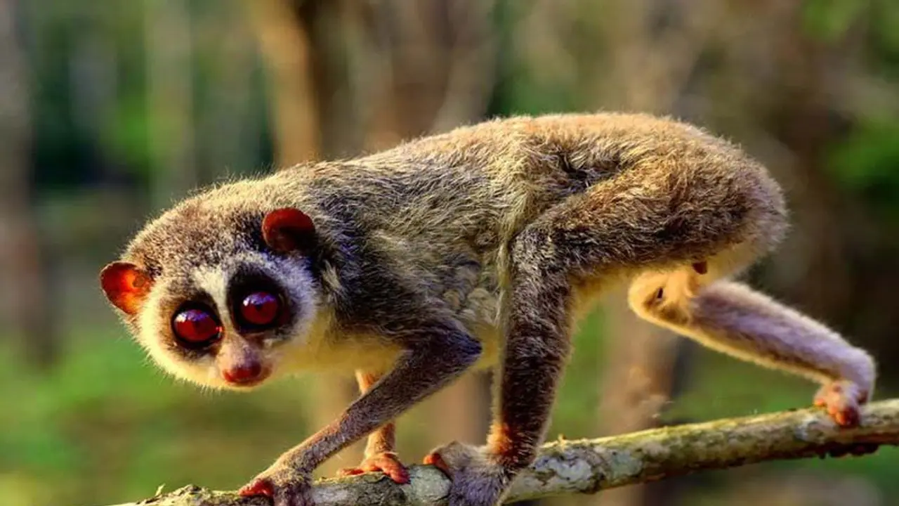 காரமடையில் காயமடைந்த தேவாங்கை அரவணைத்த அதிரடிப்படையினர்