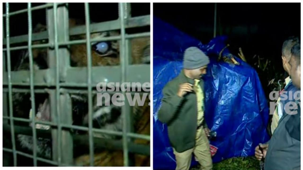 മൂന്നാറിൽ ജനത്തെ വിറപ്പിച്ച കടുവ ഇനി പെരിയാ‍ർ കടുവ സങ്കേതത്തിൽ,നിരീക്ഷിക്കാൻ റേഡിയോ കോള‍ർ