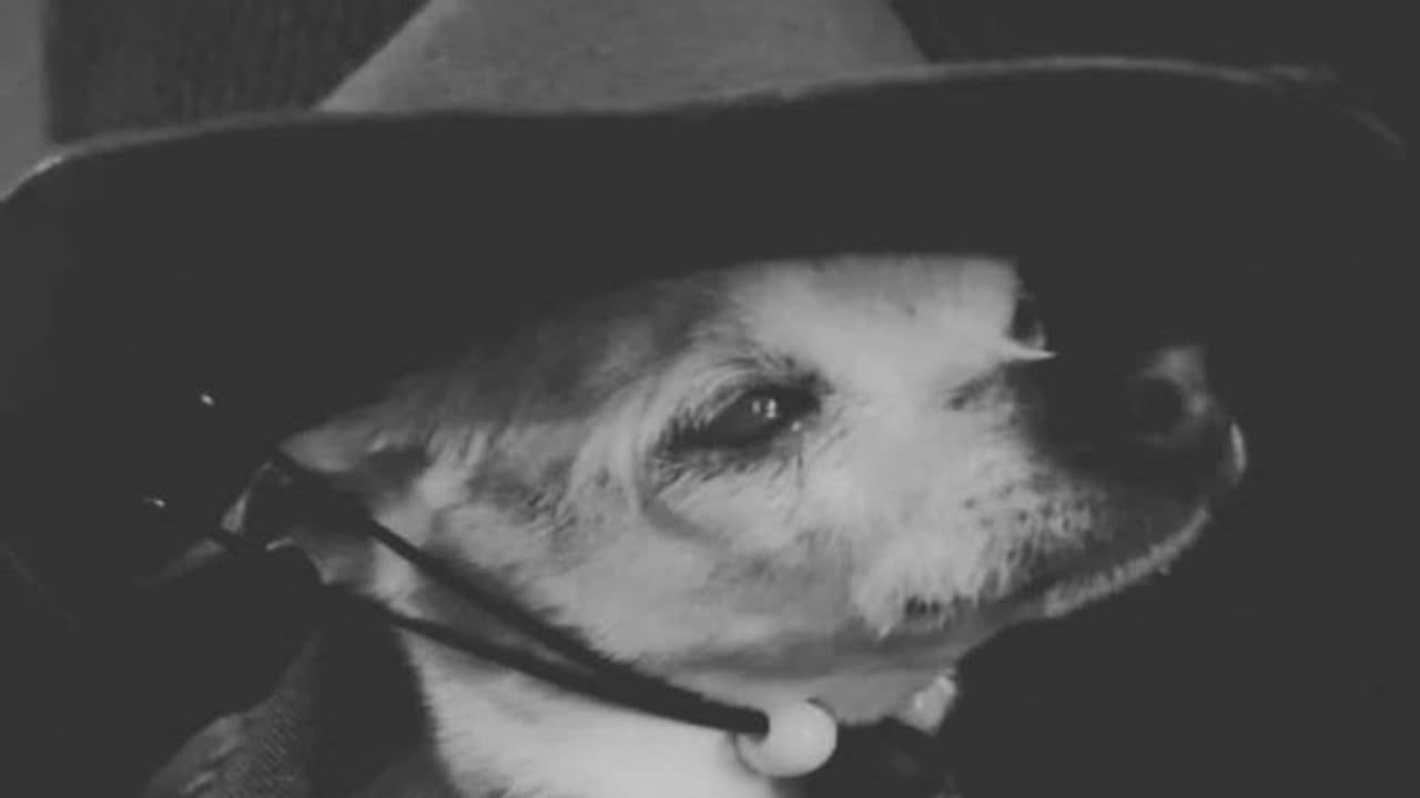 नहीं रहा धरती का सबसे उम्रदराज कुत्ता, मौत के समय उम्र जानकर हर कोई दंग, गिनीज बुक में दर्ज था नाम नहीं रहा धरती का सबसे उम्रदराज कुत्ता, मौत के समय उम्र जानकर हर कोई दंग, गिनीज बुक में दर्ज था नाम