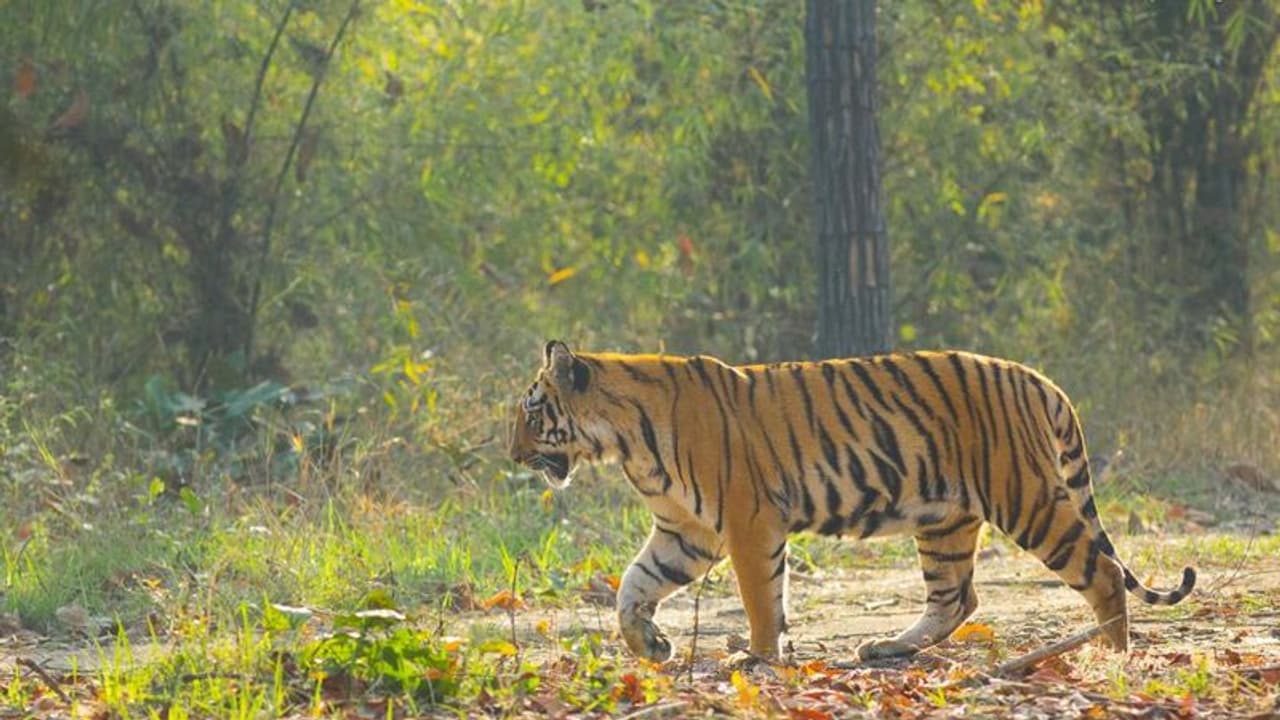 വയനാട്ടില് വീണ്ടും കടുവ ഭീതി; മാനന്തവാടിയില് പശുക്കിടാവിനെ ആക്രമിച്ചു കൊന്നു; ക്യാമറ സ്ഥാപിച്ച് വനംവകുപ്പ് വയനാട്ടില് വീണ്ടും കടുവ ഭീതി; മാനന്തവാടിയില് പശുക്കിടാവിനെ ആക്രമിച്ചു കൊന്നു; ക്യാമറ സ്ഥാപിച്ച് വനംവകുപ്പ്