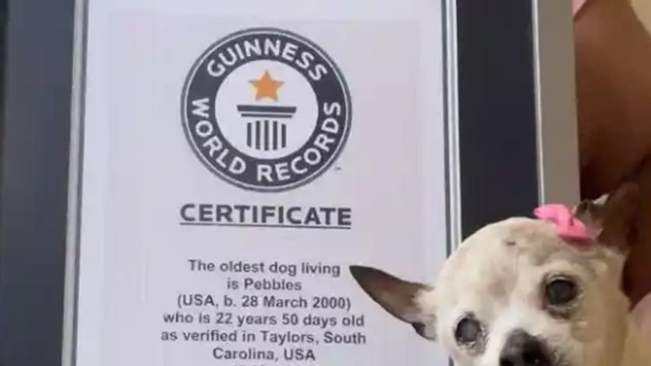 ലോകത്തിലെ ഏറ്റവും പ്രായം കൂടിയ നായ ഇനിയില്ല, അന്ത്യം 22 വയസ്സില്‍ 