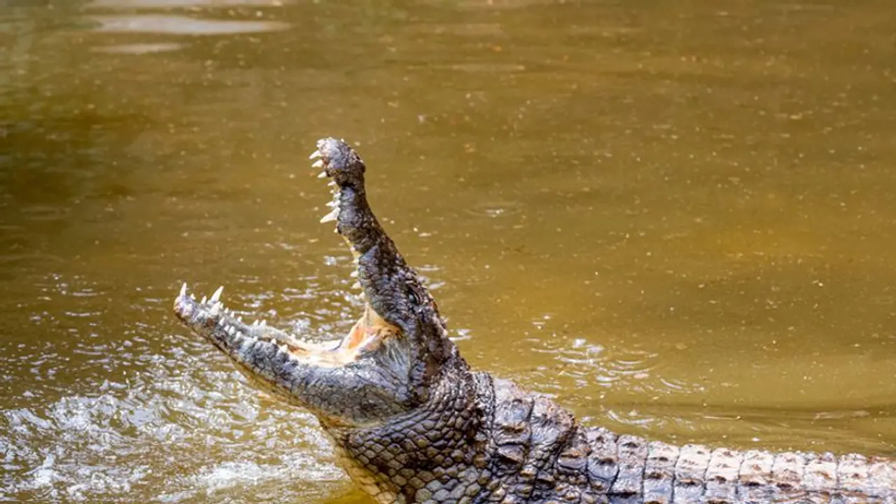 ಬಾಗಲಕೋಟೆ ಜಿಲ್ಲೆಯಲ್ಲಿ ನಿಲ್ಲದ ಮೊಸಳೆ ಆತಂಕ: ಭಯಭೀತರಾದ ಜನತೆ..! ಬಾಗಲಕೋಟೆ ಜಿಲ್ಲೆಯಲ್ಲಿ ನಿಲ್ಲದ ಮೊಸಳೆ ಆತಂಕ: ಭಯಭೀತರಾದ ಜನತೆ..!