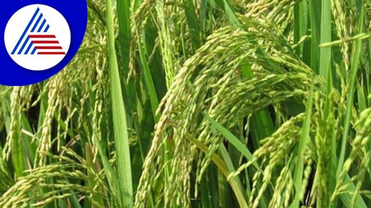 ಅಕಾಲಿಕ ಮಳೆಯಿಂದ ಭತ್ತಕ್ಕೆ ಹಾನಿ; ಆತಂಕದಲ್ಲಿ ರೈತ ಅಕಾಲಿಕ ಮಳೆಯಿಂದ ಭತ್ತಕ್ಕೆ ಹಾನಿ; ಆತಂಕದಲ್ಲಿ ರೈತ