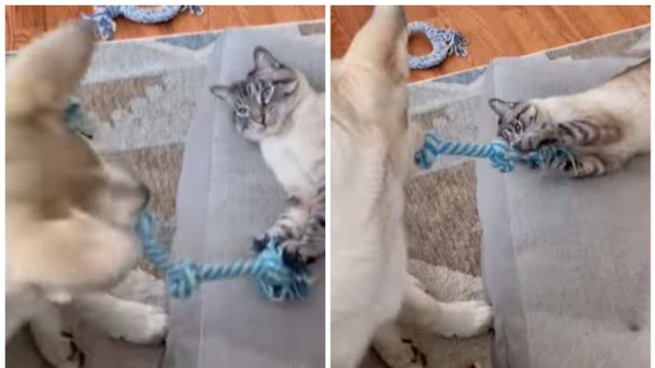 'എന്നോടാണോ കളി' ; വൈറലായി നായയും പൂച്ചയും, വീഡിയോ കാണാം