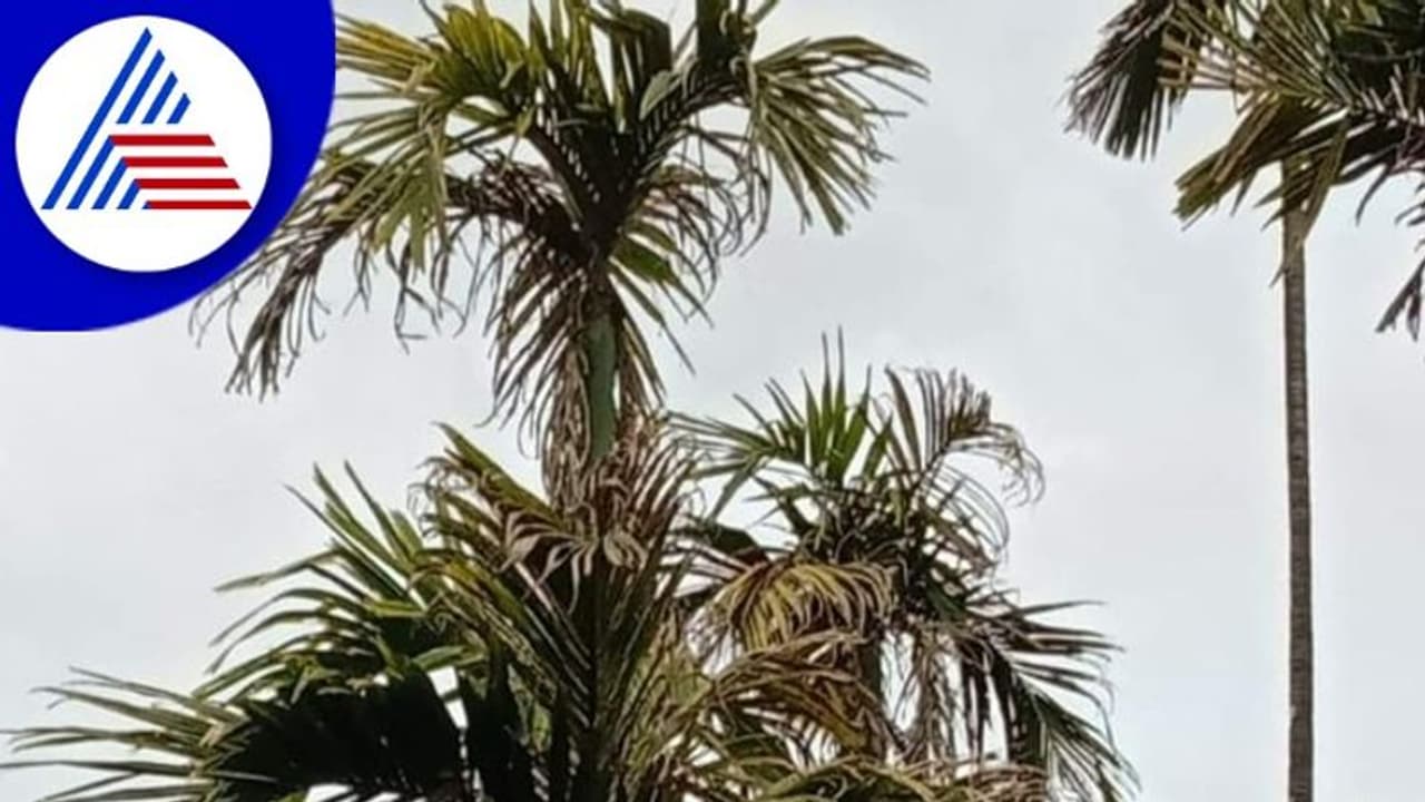 Chikkamagaluru : ಹವಾಮಾನ ವೈಪರೀತ್ಯದಿಂದಾಗಿ ಬೆಳೆಗಾರರು ಬೀದಿ ಪಾಲು 