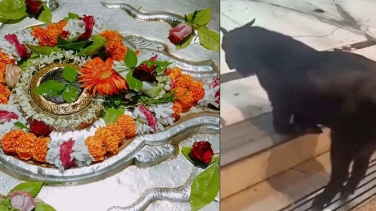 कानपुर के आनंदेश्वर मंदिर में 'बकरे' की आराधना देख हर कोई रह गया दंग, जानिए क्या है पूरा मामला कानपुर के आनंदेश्वर मंदिर में 'बकरे' की आराधना देख हर कोई रह गया दंग, जानिए क्या है पूरा मामला