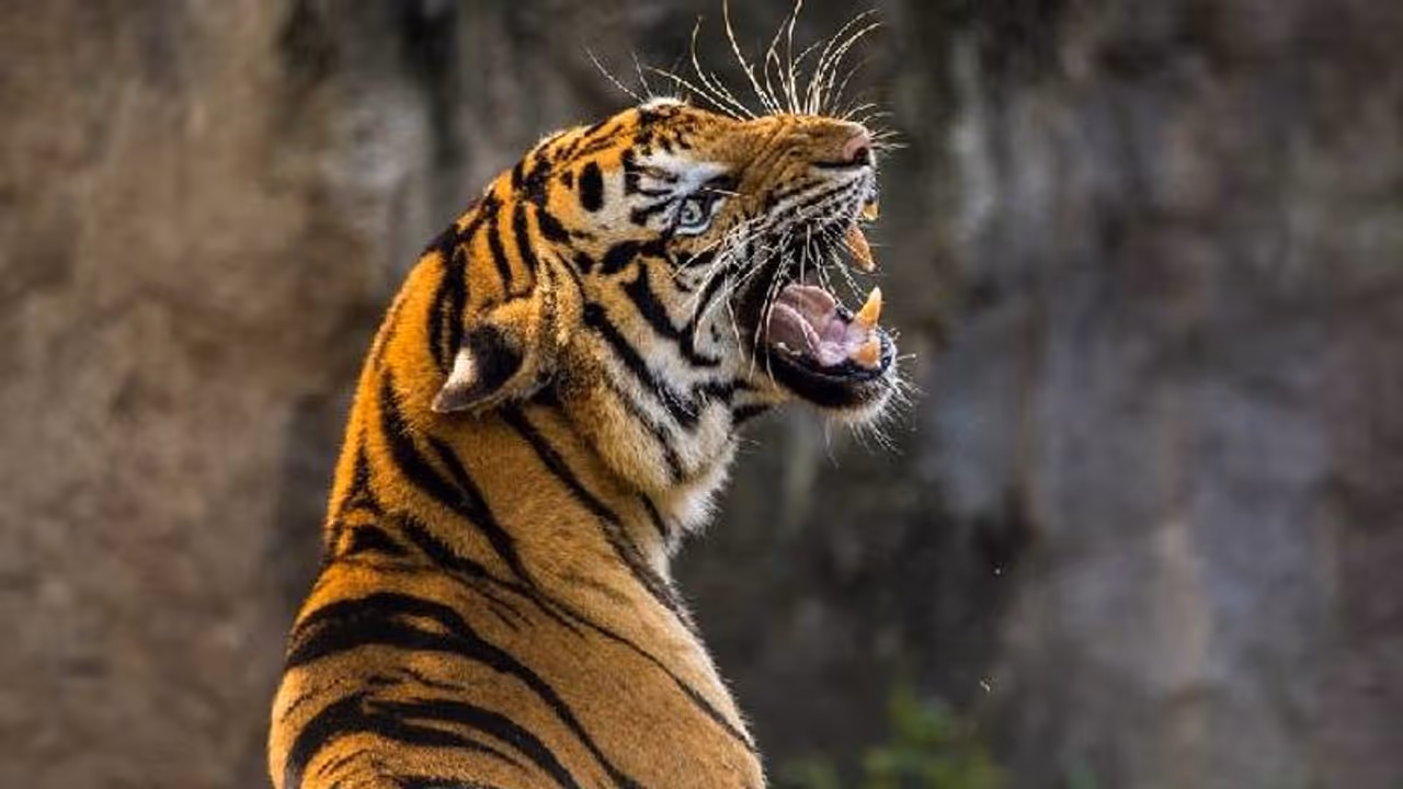 ദേ വീണ്ടും കടുവ!; വയനാട്ടില്‍ കടുവാ ഭീതി ഒഴിയുന്നില്ല, കൂടുമായി വനംവകുപ്പും