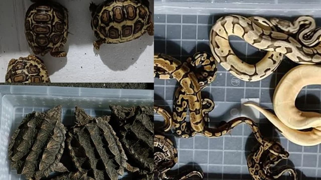 ആമകൾ, പെരുമ്പാമ്പ്, പല്ലികൾ; 13 പെട്ടികളില്‍ 665 ജീവികള്‍; പിടികൂടിയത് വന്‍ കള്ളക്കടത്ത്