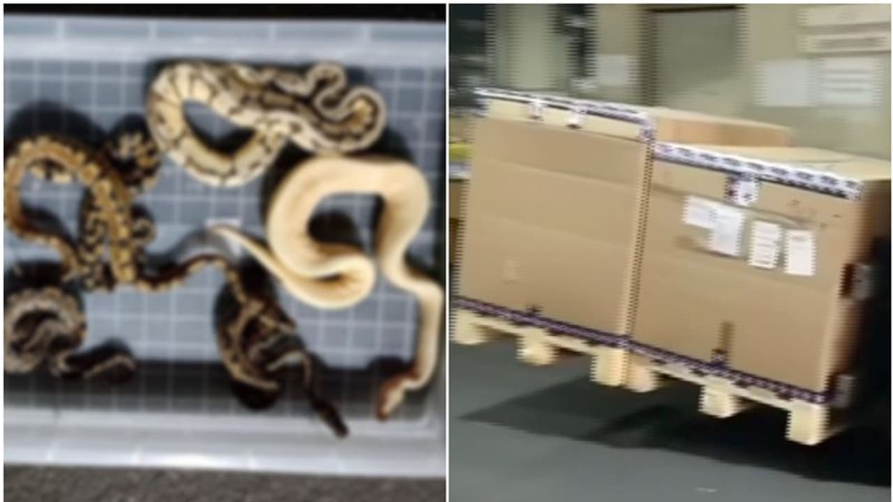 രേഖകളില് പ്രകാരം അക്വേറിയത്തിലെ മീനുകള്; പെട്ടികള് തുറന്നപ്പോള് ഞെട്ടി ഡിആര്ഐ, അമ്പരന്ന് രാജ്യം രേഖകളില് പ്രകാരം അക്വേറിയത്തിലെ മീനുകള്; പെട്ടികള് തുറന്നപ്പോള് ഞെട്ടി ഡിആര്ഐ, അമ്പരന്ന് രാജ്യം