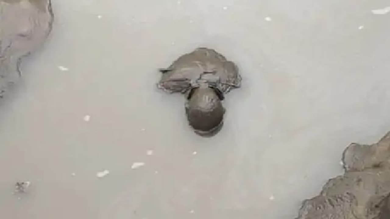 राजस्थान का मौत का गड्ढा, युवक की लाश पत्ते सी तैरने लगी, सामने आई गहलोत सरकार की सबसे बड़ी लापरवाही राजस्थान का मौत का गड्ढा, युवक की लाश पत्ते सी तैरने लगी, सामने आई गहलोत सरकार की सबसे बड़ी लापरवाही