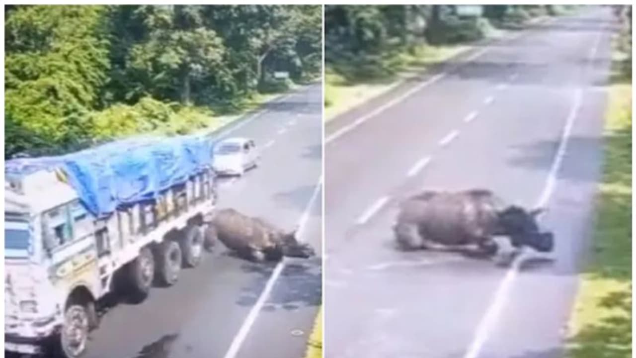 കാസിരംഗയിൽ കാണ്ടാമൃഗത്തെ ഇടിച്ചുവീഴ്ത്തി ട്രക്ക്; നടപടിയെടുത്ത് അസം മുഖ്യമന്ത്രി, വീഡിയോയും പങ്കുവച്ചു കാസിരംഗയിൽ കാണ്ടാമൃഗത്തെ ഇടിച്ചുവീഴ്ത്തി ട്രക്ക്; നടപടിയെടുത്ത് അസം മുഖ്യമന്ത്രി, വീഡിയോയും പങ്കുവച്ചു