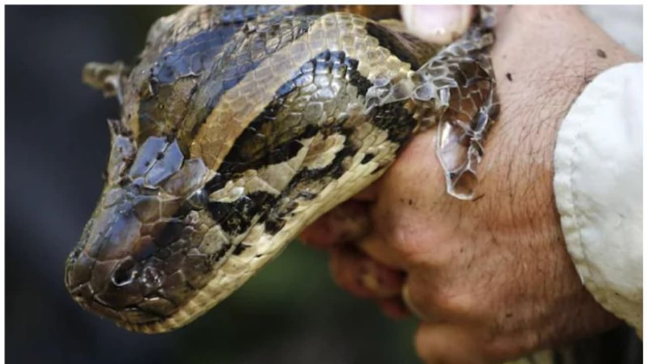  പാന്റ്സിനുള്ളിൽ മൂന്ന് പെരുമ്പാമ്പുകൾ; അതിർത്തി കടത്താൻ ശ്രമിച്ച യുവാവ് വർഷങ്ങൾക്കിപ്പുറം പിടിയിൽ 